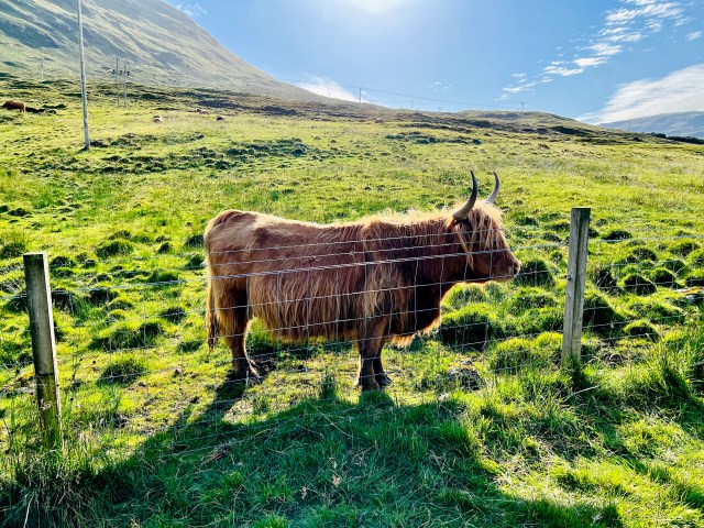 highland coo